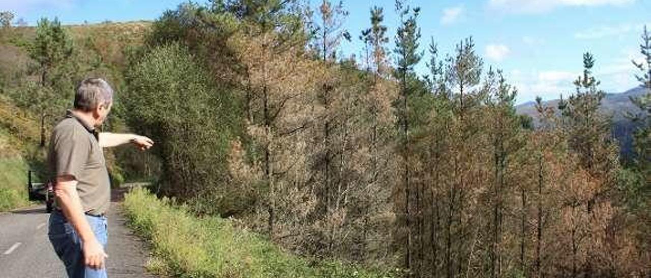 Ejemplares de pinos afectados en suelo castropolense.