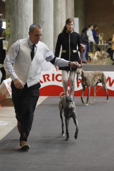 Expocanina 2018