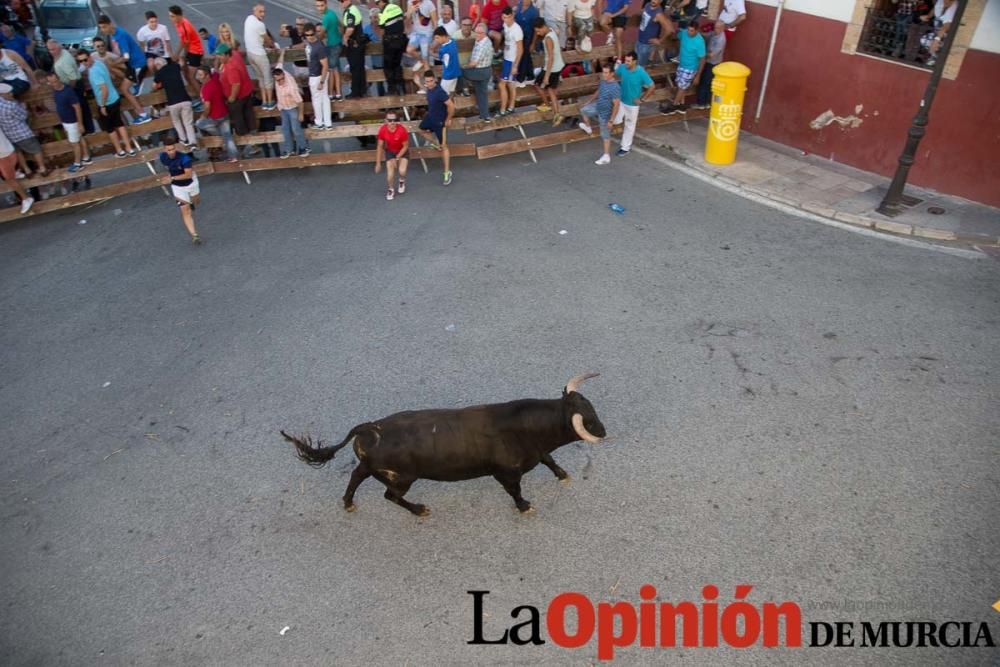 Suelta de toros en Moratalla