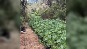 Plantación de marihuana desmantelada en una zona boscosa de Sant Celoni.