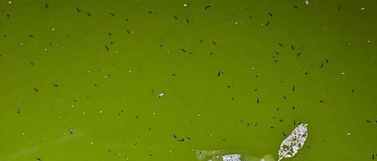 Detalle del agua estancada y llena de larvas.