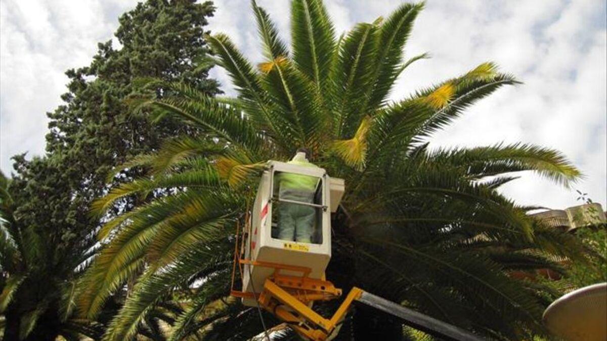 Un operario en medioambiente realiza el tratamiento sobre una de las palmeras en Navalmoral