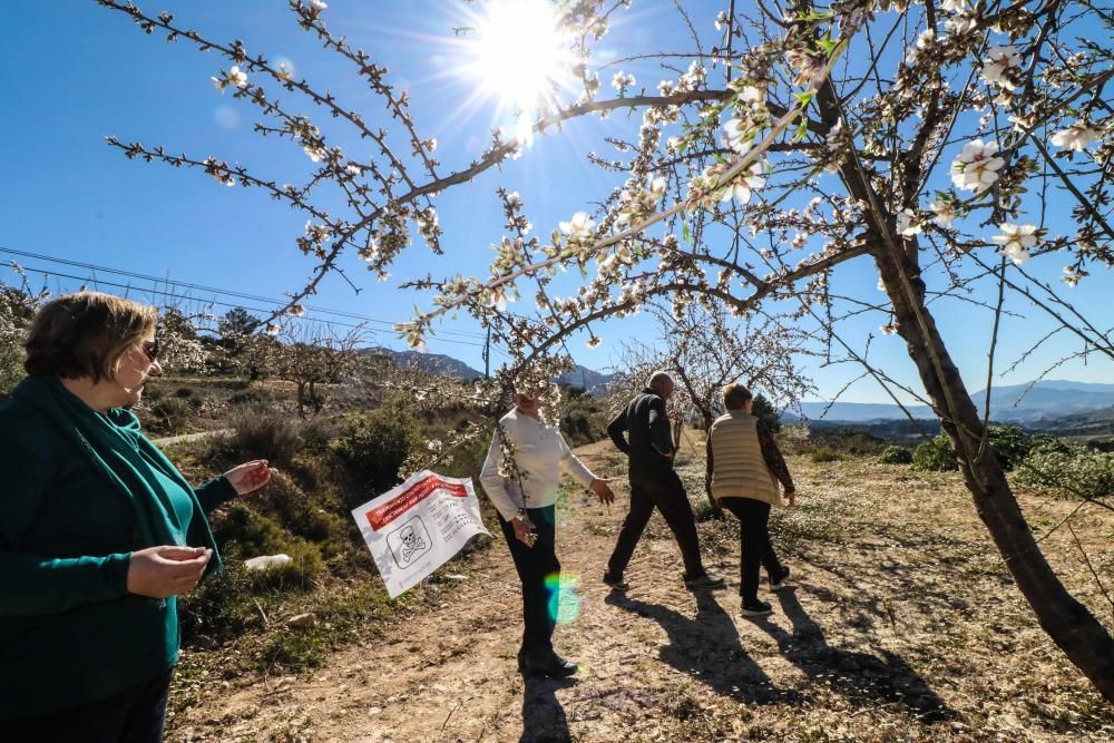 Arranque de almendros en Fageca y Famora