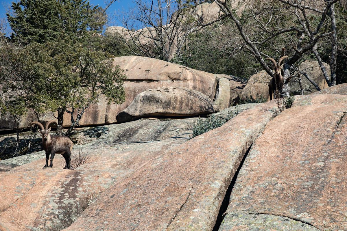 Dos cabras montesas en La Pedriza.