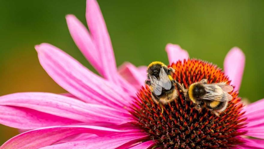 Conoce la importancia de los polinizadores: Toril organiza una iniciativa para fomentar el respeto por el medio ambiente a través del ocio y el aprendizaje
