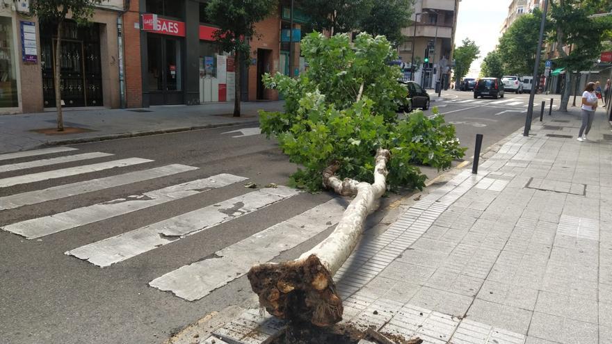 VÍDEO | Cae un árbol en una céntrica calle de Zamora
