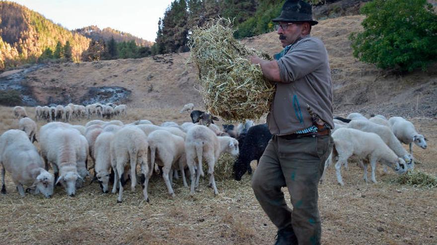 El pastor Ramón Mayor echa de comer a sus animales entre el paisaje de alrededor quemado por el paso del incendio.