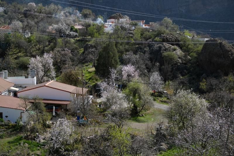 Almendros en flor