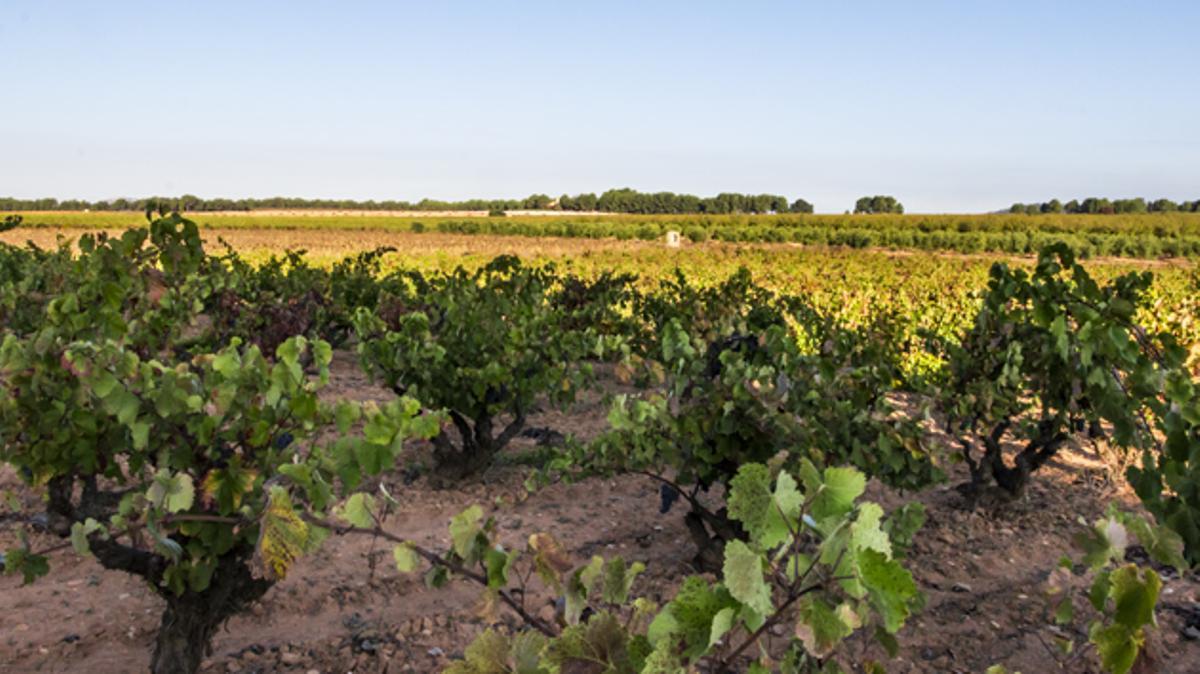 Viñedos de Vinya Alforí, donde las vides crecen con dedicación en un entorno natural y soleado, dando vida a vinos de calidad