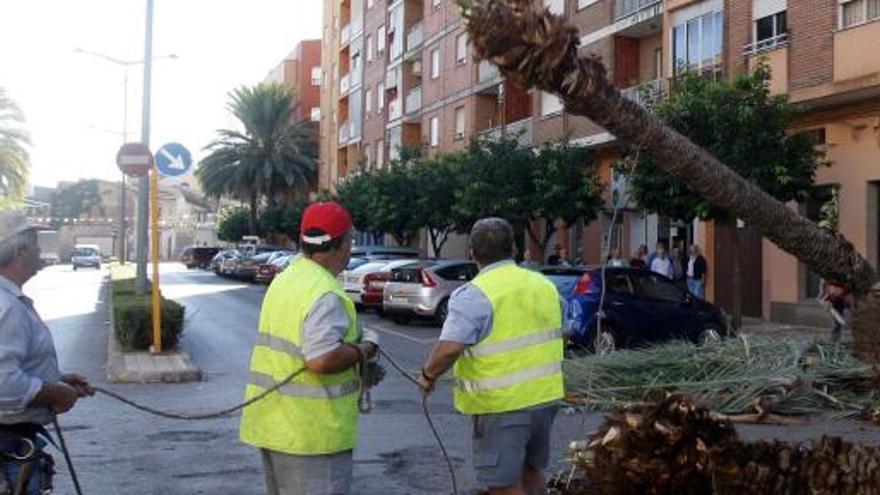 Operarios talan una palmera dañada en Carcaixent.