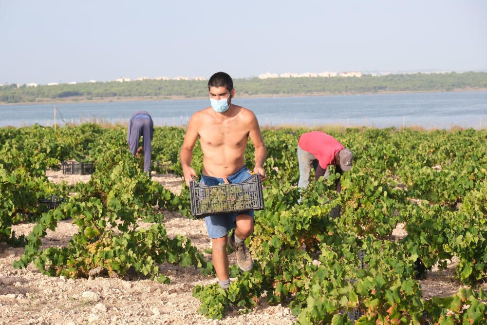 Comienza la vendimia más temprana de la península el parque natural de la laguna de La Mata. Sopla Levante elabora vinos de calidad del viñedo singular matero, sobre dunas fósiles, entre la laguna y e