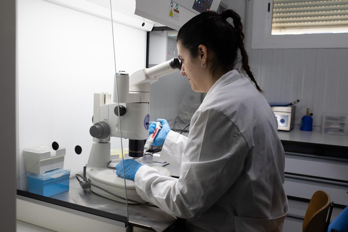 Carolina Cerezuela en el laboratorio de embriones