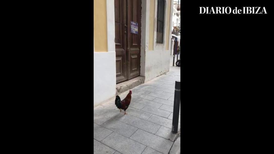 Un nuevo vecino de la Marina: El gallo Jimmy