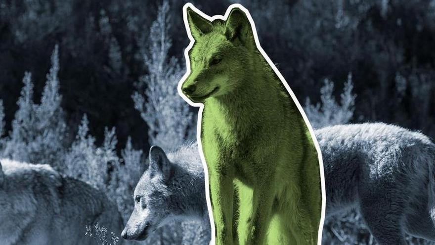 El lobo invade los Juzgados: abiertas más de veinte batallas legales en torno a la especie