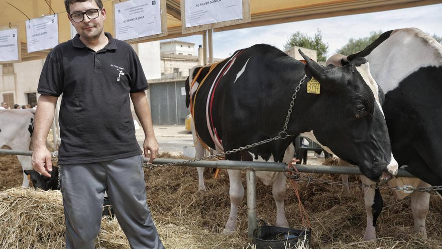 Fira de Campos: Se llama Silver Sónica y se ha convertido en la vaca más hermosa de Mallorca