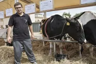 Fira de Campos: Se llama Silver Sónica y se ha convertido en la vaca más hermosa de Mallorca