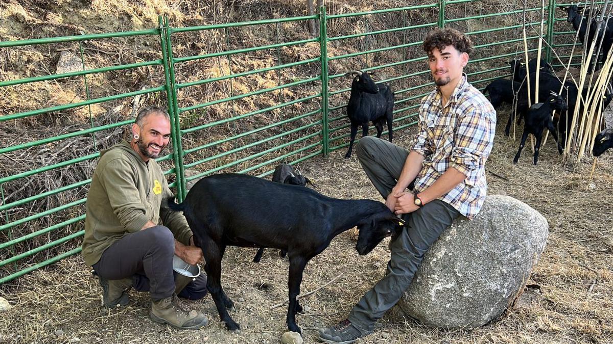 El pastor Daniel Giraldo munyint una cabra | ALBERT LIJARCIO