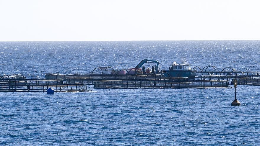 Greenpeace denuncia el problema generado por las jaulas marinas de Melenara y exige transparencia