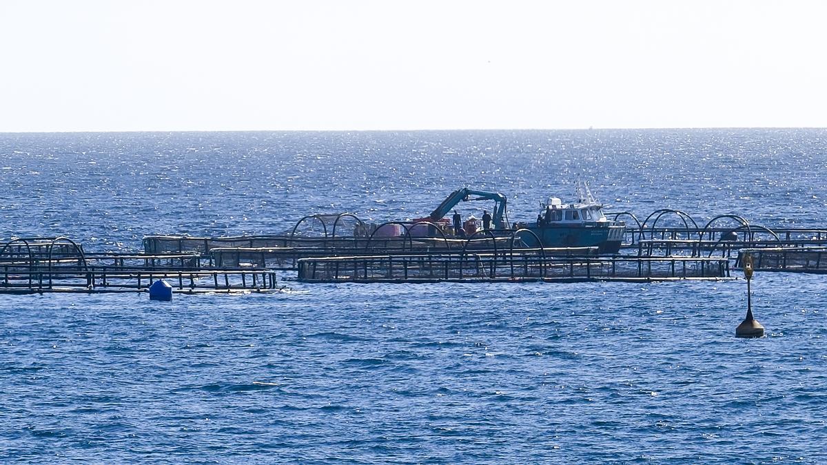 Jaulas marinas en el litoral de Telde