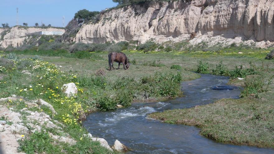 El Consell aprueba la protección del río Montnegre, l&#039;Albufera de Gaianes, El Prado-Rodriguillo y La Pedrera como zonas húmedas