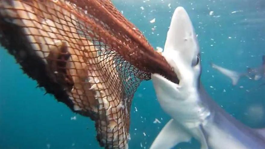 Nos sumergimos con el tiburón azul a unas millas de las Cíes