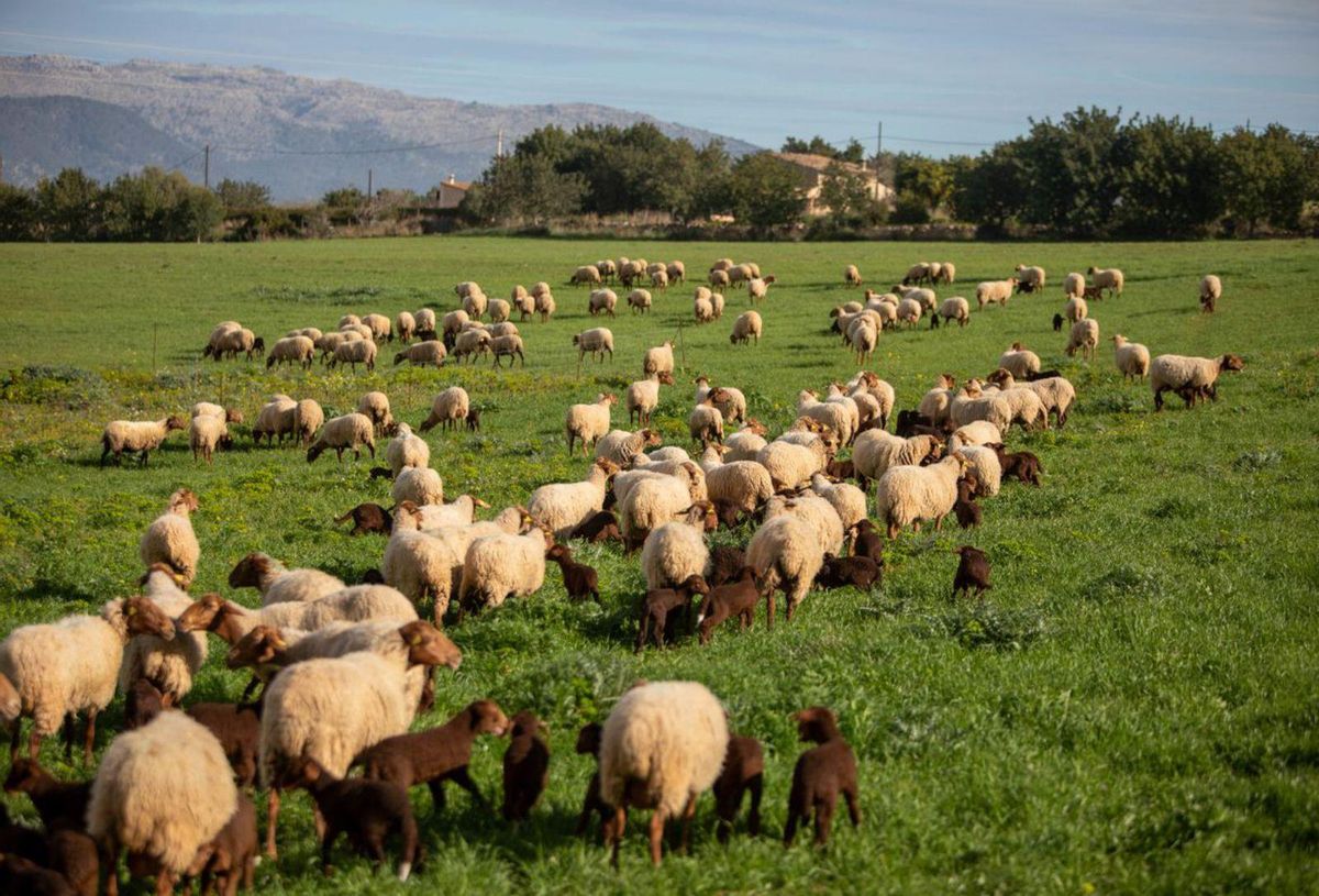 Eine Schafherde auf der Finca Son Jover.  | FOTO: PERE JOAN OLIVER