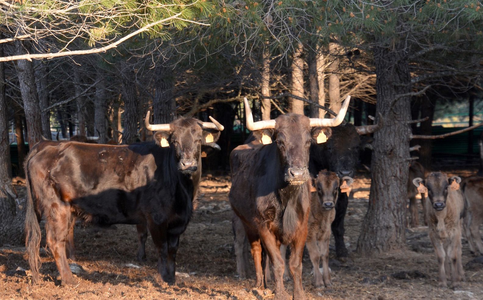 Naturaleza y plenitud: así viven los toros de la ganadería de Daniel Ramos