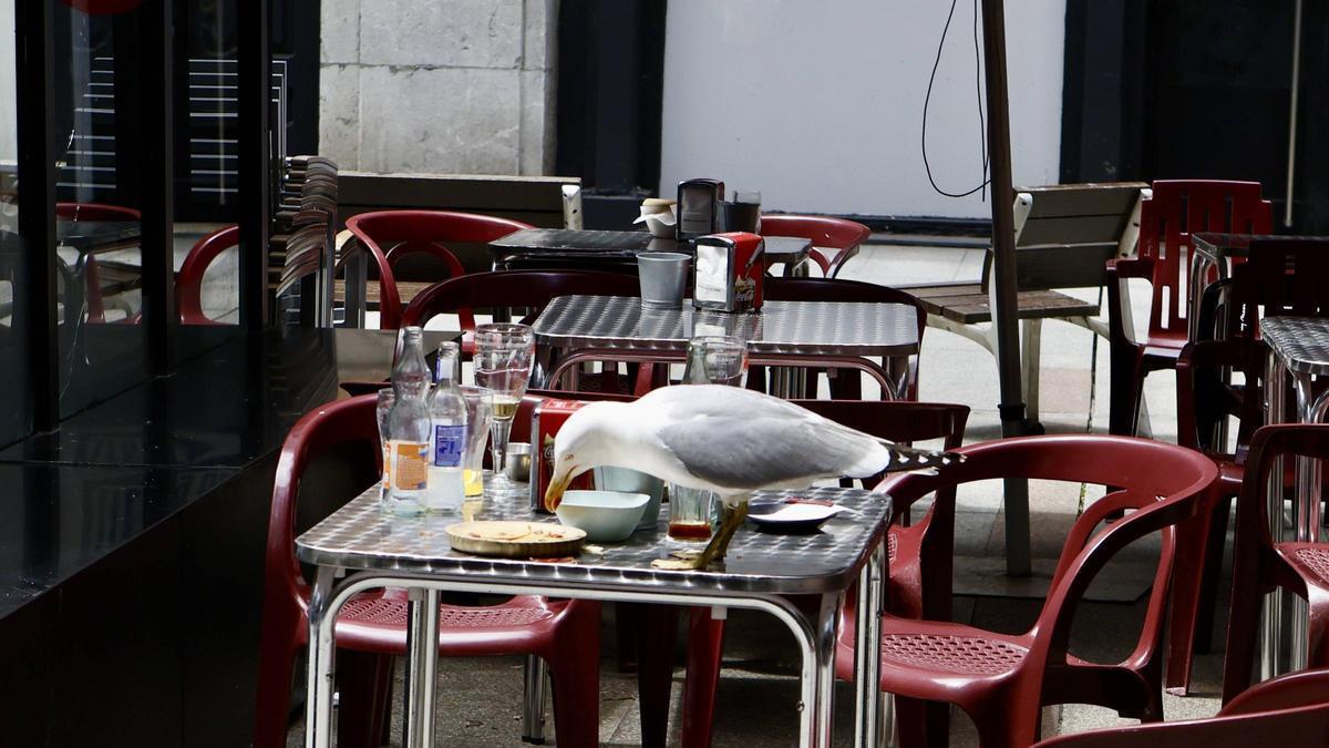 Una gaviota sobre una mesa de una terraza de la calle Corrida.