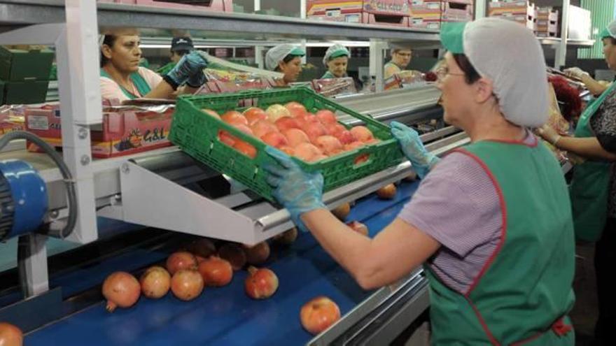 Trabajadoras de Albafruits preparan granadas de Albatera para su comercialización.