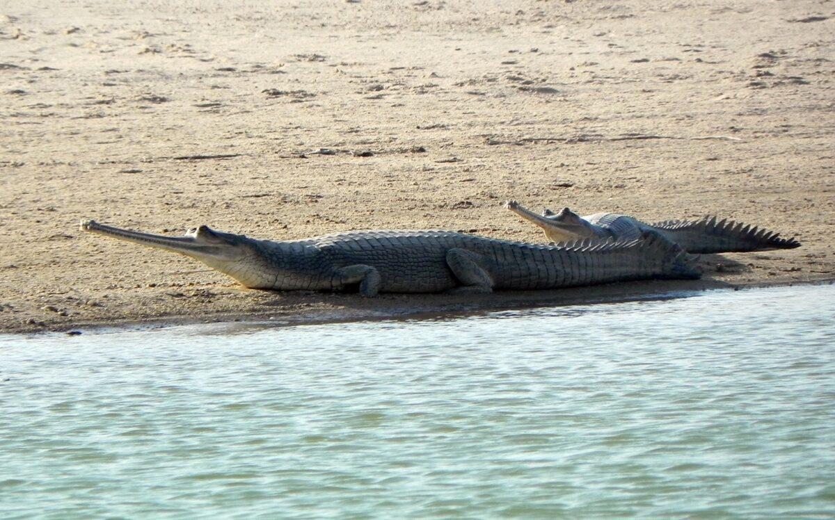 El ser humano, más letal que el cambio climático para anfibios y reptiles