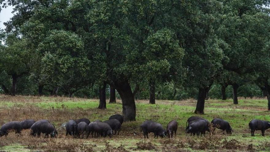 Un proyecto de investigación trata de poner en valor la dehesa