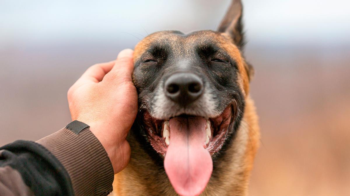 Una persona acariciando a un perro