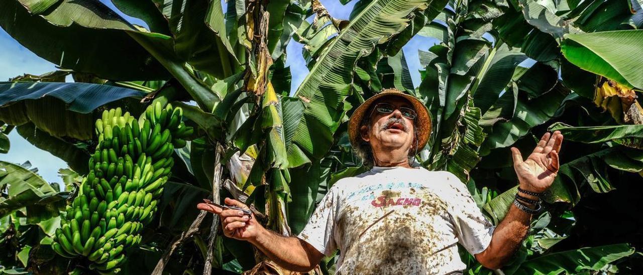 El agricultor Manolo Hernández en su finca de plataneras en Arucas, Gran Canaria.