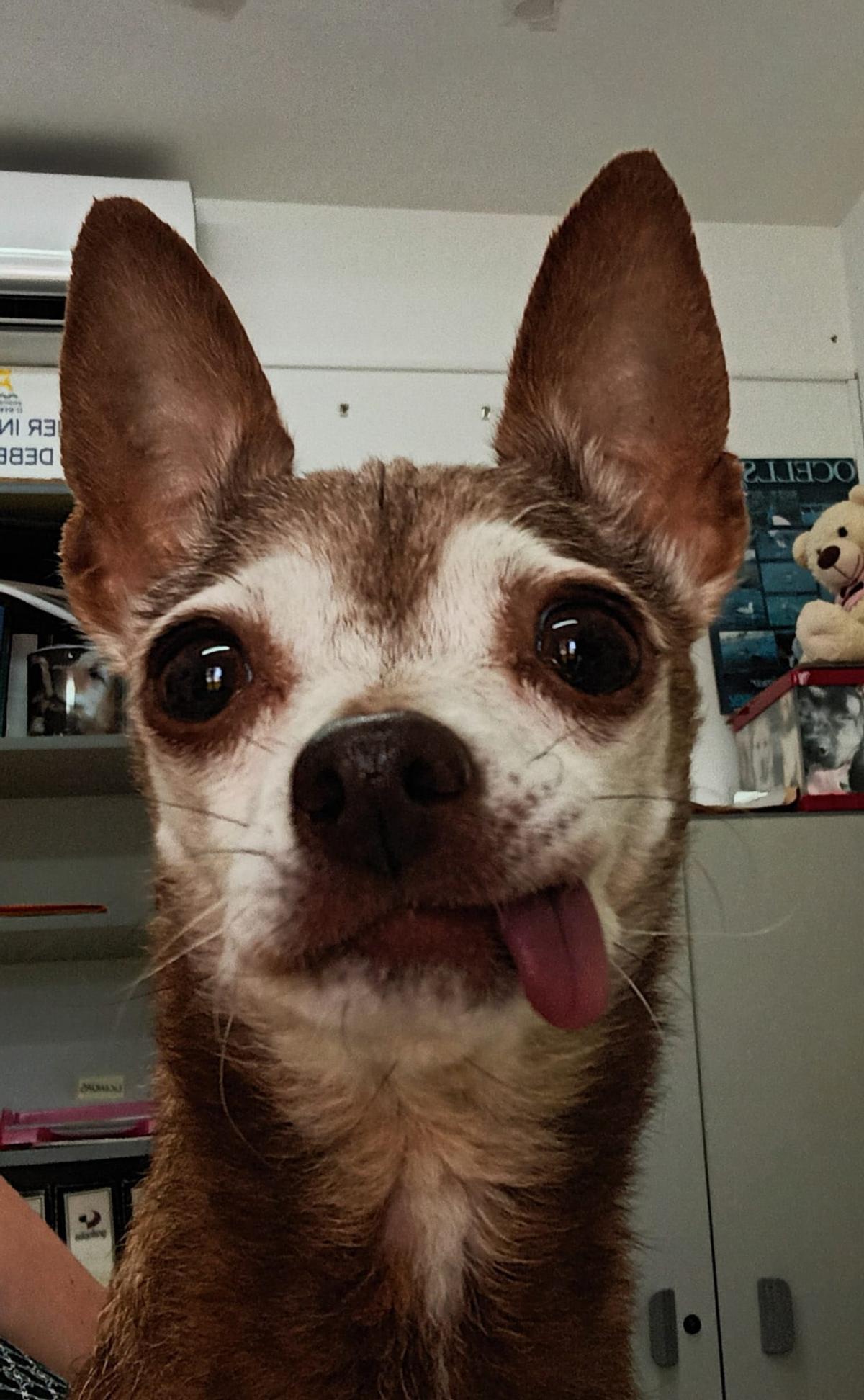 Laila, una chihuahua trasladada desde una clínica veterinaria.