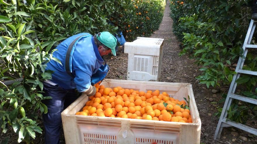 Asaja lamenta la falta de demanda de naranjas de Córdoba
