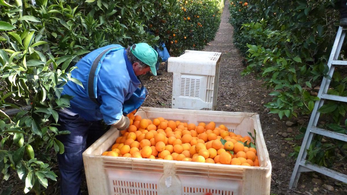Labores de recolección de naranja en Palma del Río.
