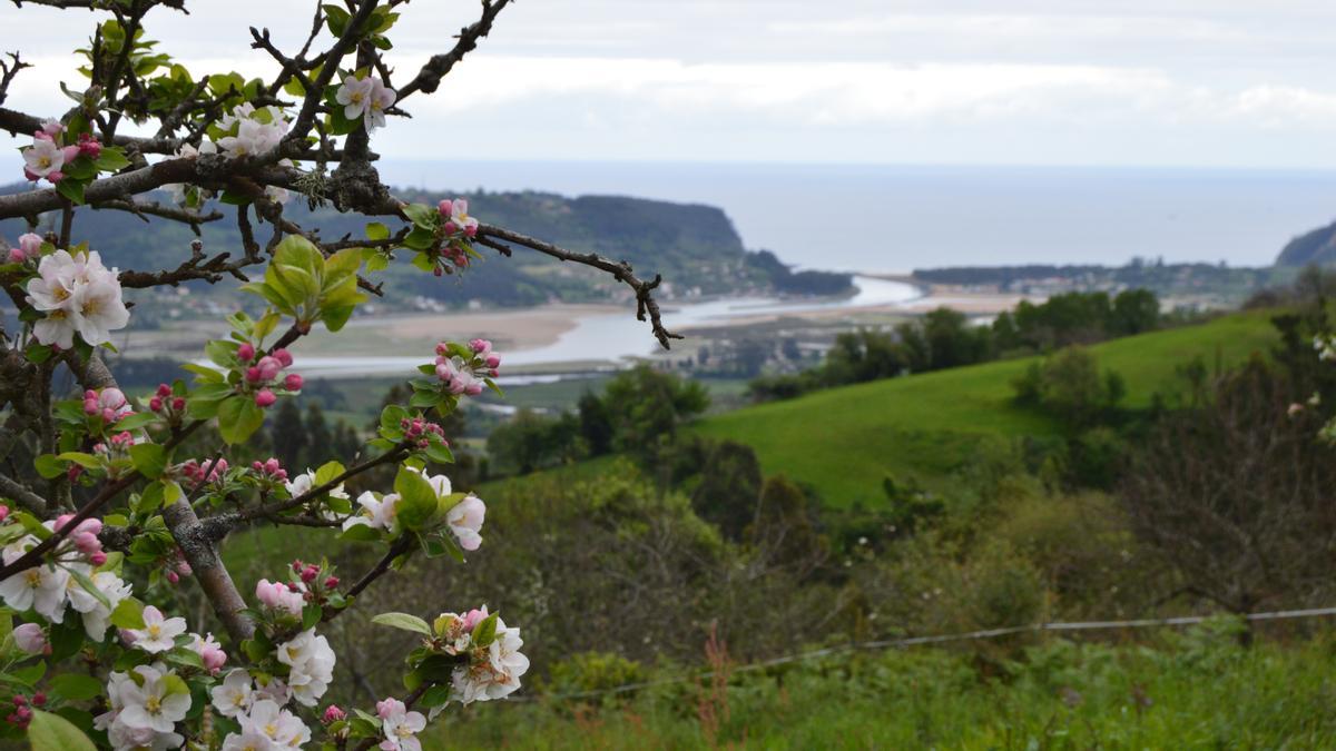 Panorámica de la ría de Villaviciosa desde uno de los puntos de la ruta, junto a una pumarada.