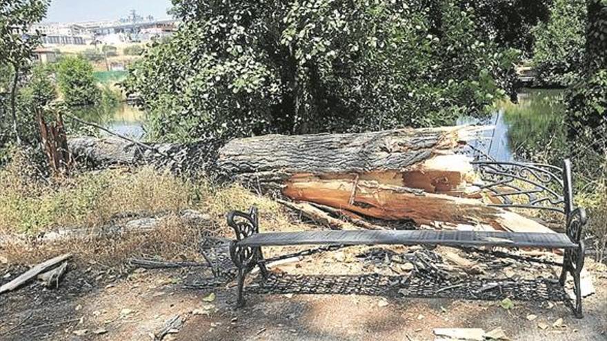 La caída de un chopo en un paseo del río recuerda la petición a la CHT de actuar