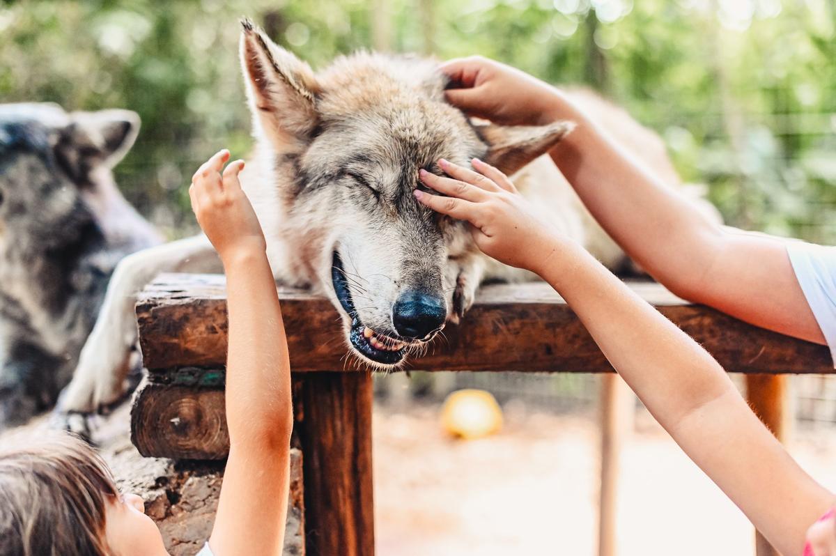 Perros y lobos Asia