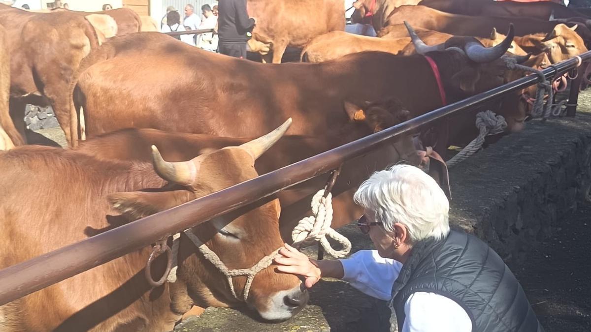 Feria del Ganado en La Matanza en el día grande de San Antonio Abad