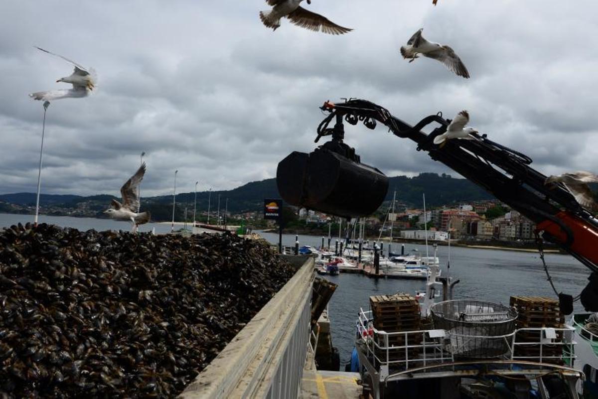 Un camión, ayer en el puerto de Bueu, cargado de mejillón. |   // GONZALO NÚÑEZ