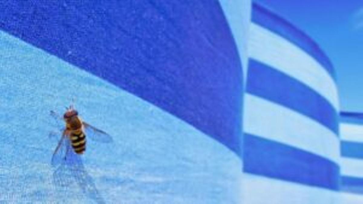 Inmunoterapia: la cura contra las alergias a las picaduras de avispas y abejas