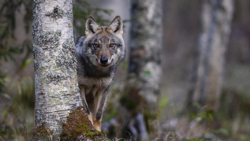 Los conservacionistas atacan al Gobierno riojano por pedir que el lobo salga del Lespre