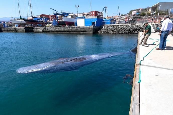 TELDE  13-03-19   TELDE. Localizan a una ballena cachalote hembra de nueve metros muerta flotando en la costa de Telde, la cual fue trasladada hasta el muelle de Taliarte a la espera de sus traslado al vertedero de Juana Grande donde le practicaran la necropsia. FOTOS: JUAN CASTRO