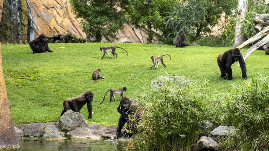Los Bioparc celebran el Día Mundial de los Animales para recordarnos que debemos protegerlos