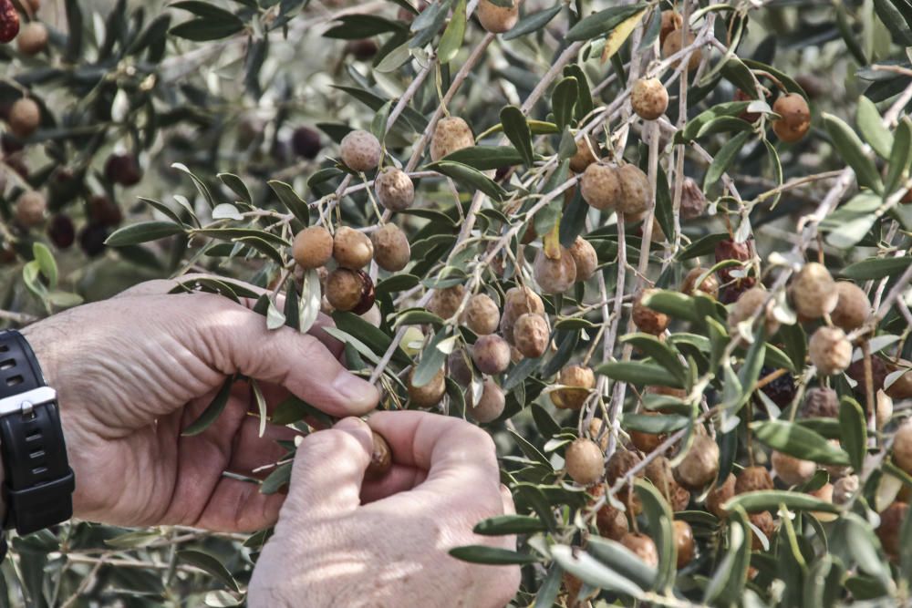 Las heladas dañan la cosecha de oliva de El Comtat