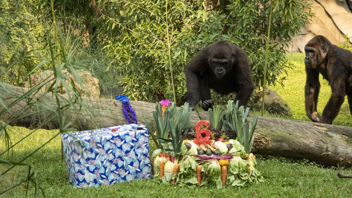 Celebración del 6º cumpleaños de una gorila en Bioparc.