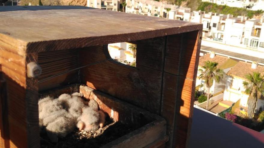 Nido habilitado por el área de Medio Ambiente y el Hotel Playas de Torrevieja en la azotea del edificio para acoger polluelos de cernícalo