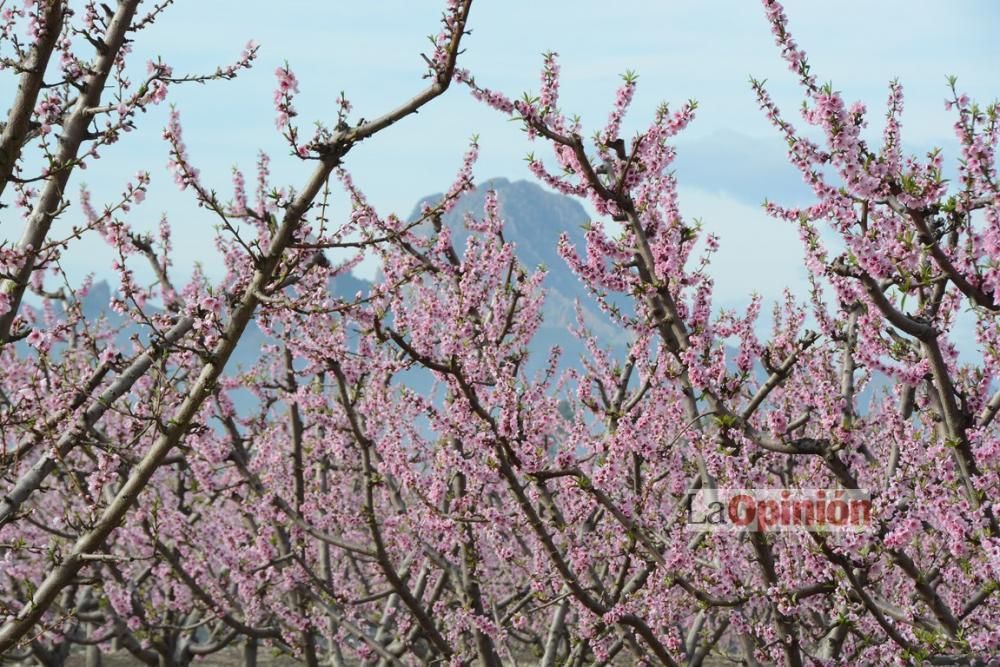 Comienza la Floración de Cieza