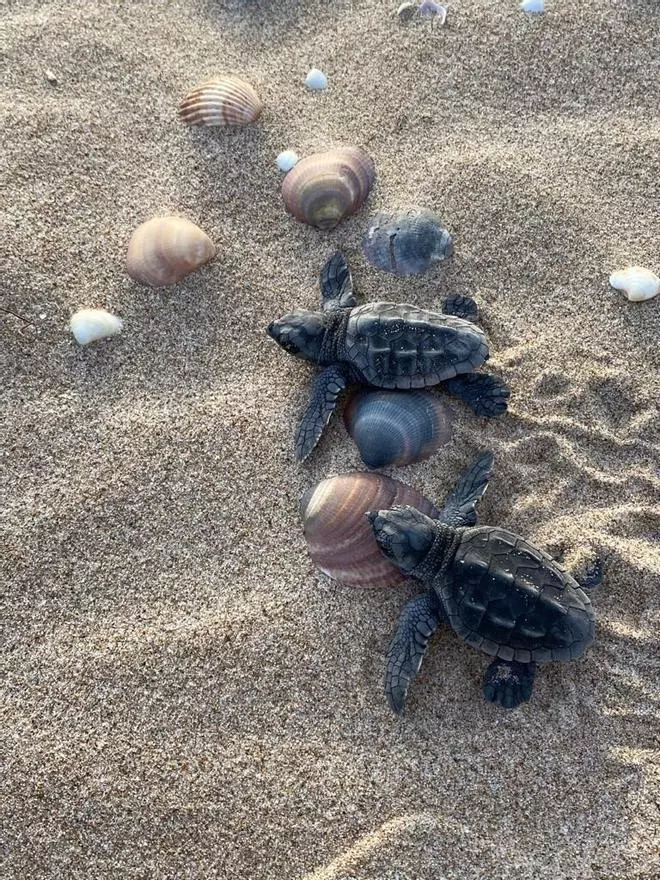 Las tortugas bobas nacidas en Cullera alcanzan el mar